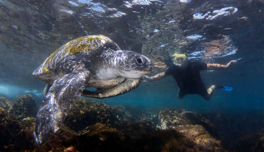 Gold Coast: Cook Island Marine Reserve Scuba Experience Dive - What you may see around Turtle Island
