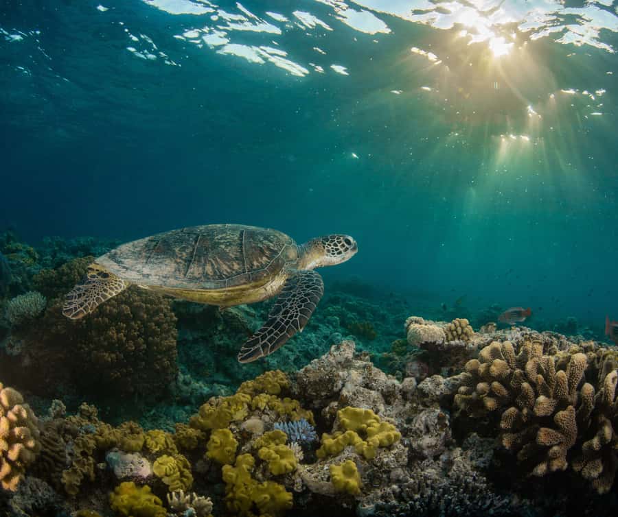 Gold Coast: Cook Island Marine Reserve Scuba Experience Dive - Is $190 a fair price?