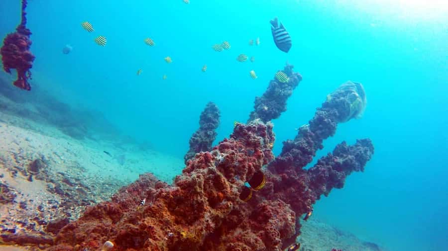 Gold Coast: Introductory SCUBA Diving Experience - Calm shallow water before the main session