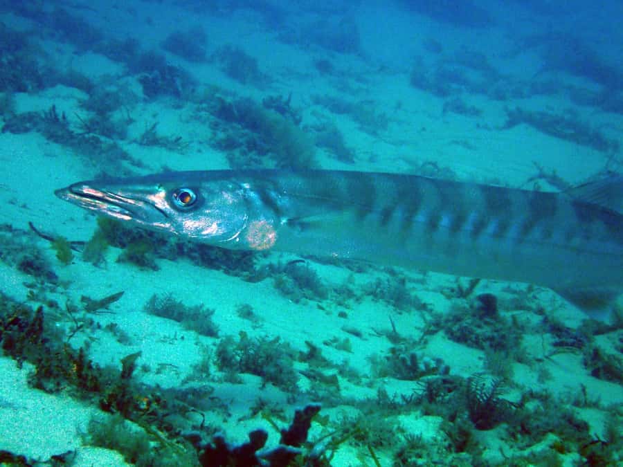 Gold Coast: Introductory SCUBA Diving Experience - About 40 minutes among Gold Coast fish