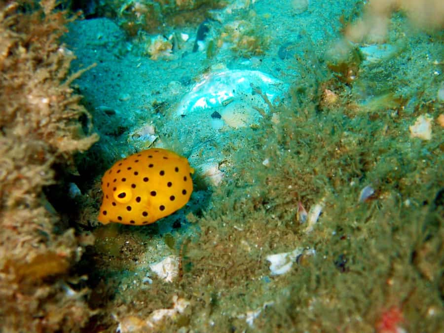 Gold Coast: Introductory SCUBA Diving Experience - Practical planning for the four-hour schedule