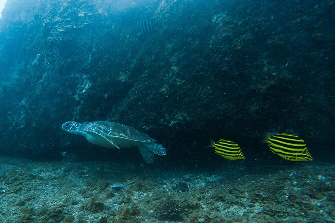 Gold Coast Learn to Dive – Open Water Certification Course - Who should choose this Gold Coast course