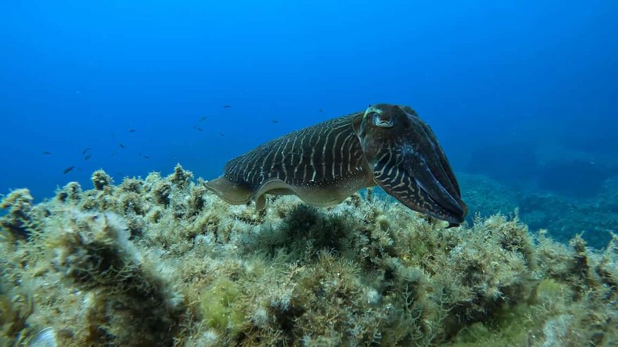 Gozo: Discover Scuba Diving Experience for Beginners - The 30-Minute Safety Lesson in Qala