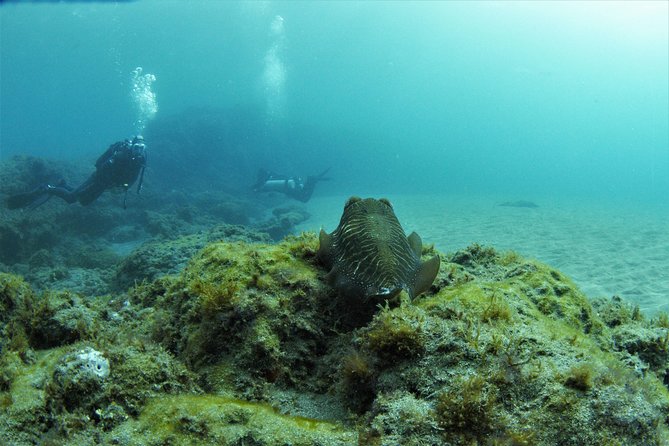 Gran Canaria 3 days / 6 dives in Various Locations - Key points to know before booking