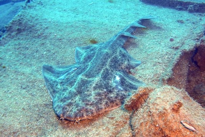 Gran Canaria 3 days / 6 dives in Various Locations - Six sessions that make good use of three mornings