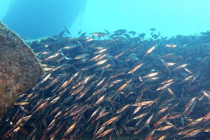 Gran Canaria 3 days / 6 dives in Various Locations - How the price measures up at $320.17