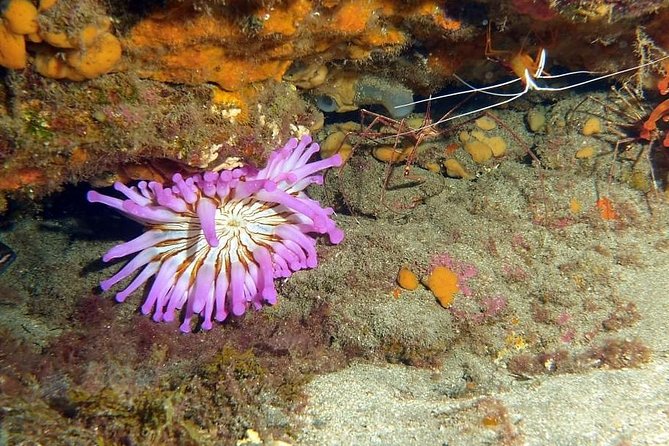 Gran Canaria 3 days / 6 dives in Various Locations - Who will get the most from this program