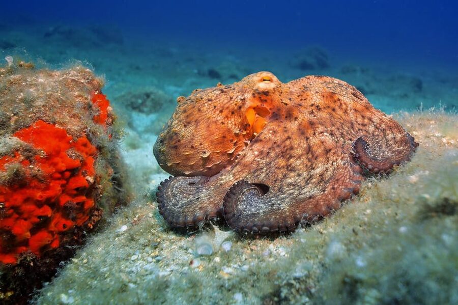 Gran Canaria: Discover Scuba Diving Beginner Program - How the experience earns its 4.4 rating