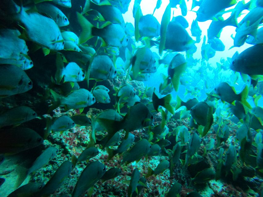 Gran Canaria: Discover Scuba Diving - Free Transfers - Why the small group matters
