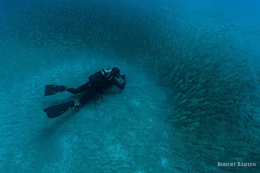 Gran Canaria:Live an Adventure and Learn to Dive with Expert - What you may see below the surface