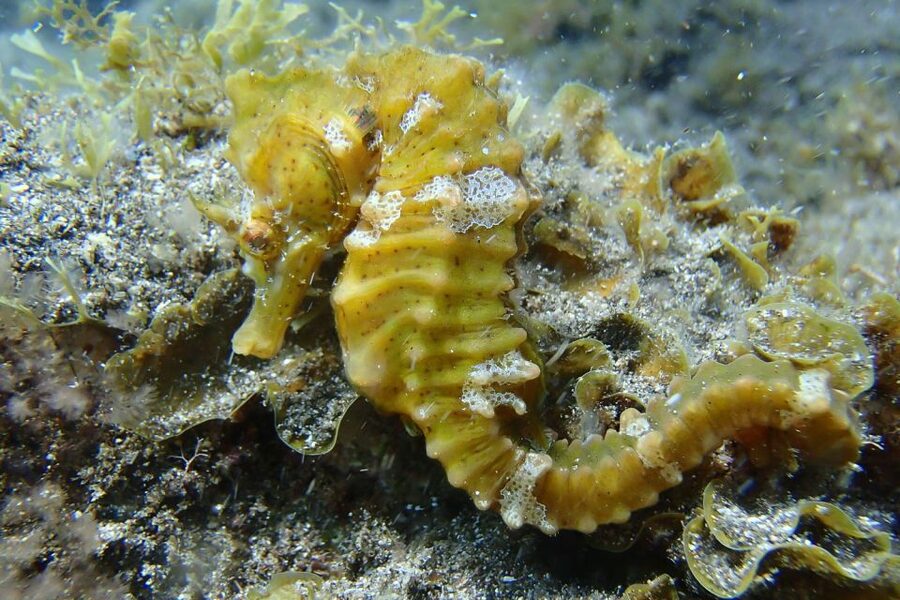 Gran Canaria:Live an Adventure and Learn to Dive with Expert - Four hours, but not four hours underwater