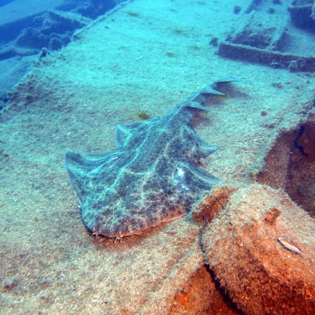 Gran Canaria: Morning Scuba Dive - What the two underwater sessions can offer