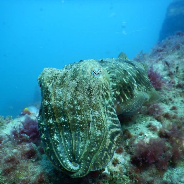 Gran Canaria: Morning Scuba Dive - Is $118 a fair price?