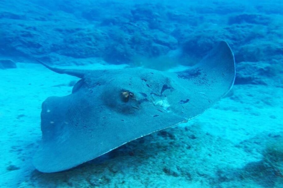 Gran Canaria: Scuba Diving for Beginners - Who should book this experience?