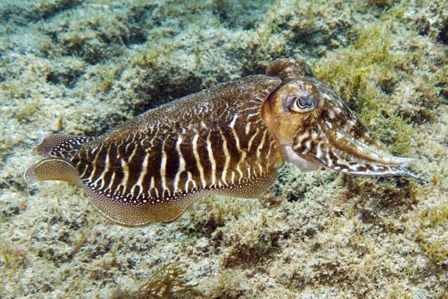 Gran Canaria: Scuba Diving for Beginners - Getting comfortable with the equipment