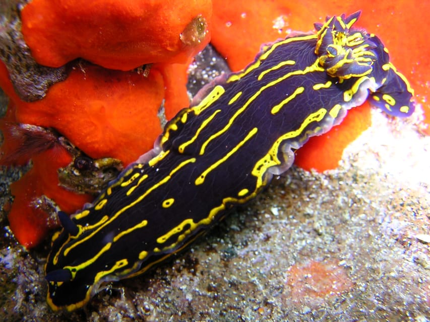 Gran Canaria Scuba Diving for Certified Divers - Rental equipment and what comes with it