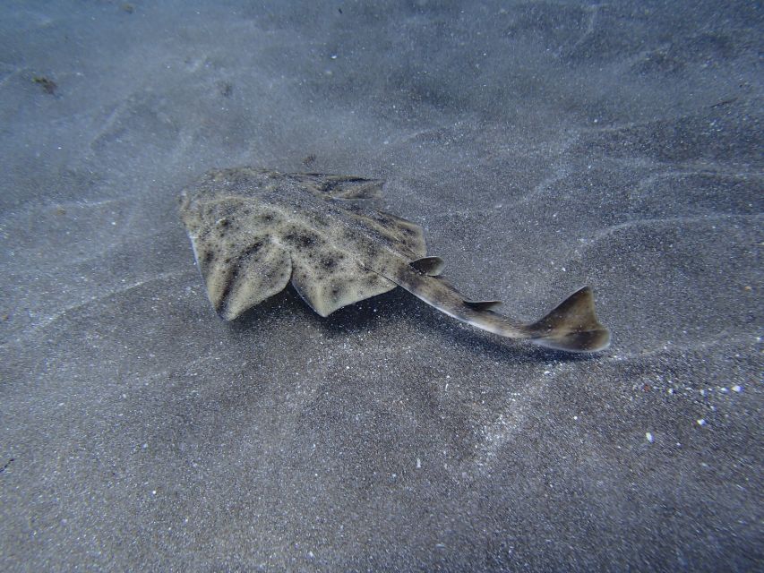 Gran Canaria Scuba Diving for Certified Divers - Shore outings, boats, wrecks, and Atlantida Park