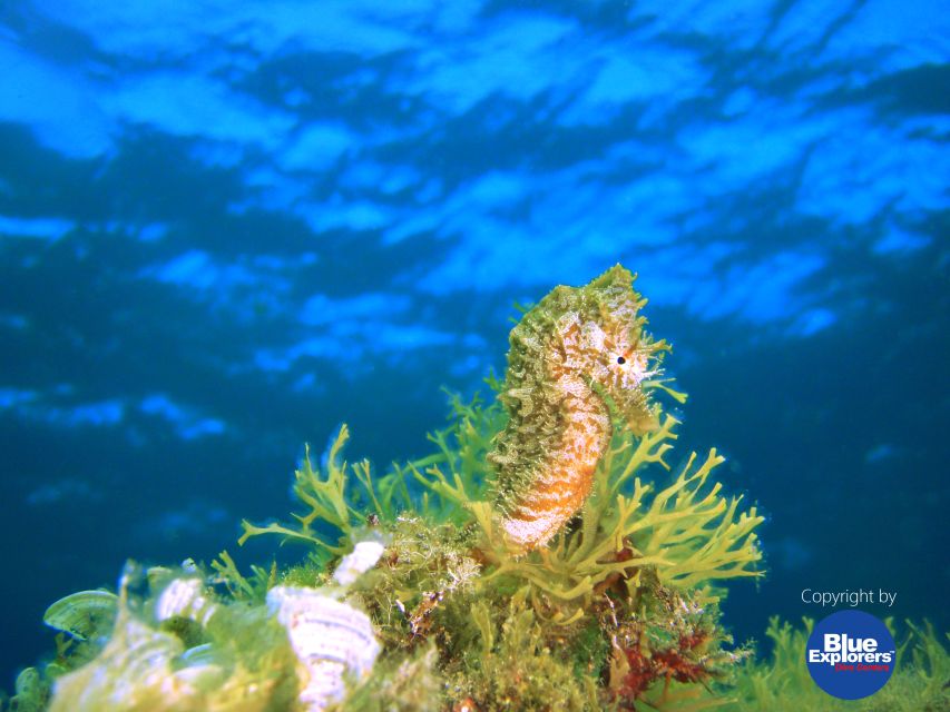 Gran Canaria Scuba Diving for Certified Divers - Is the $141 price good value?
