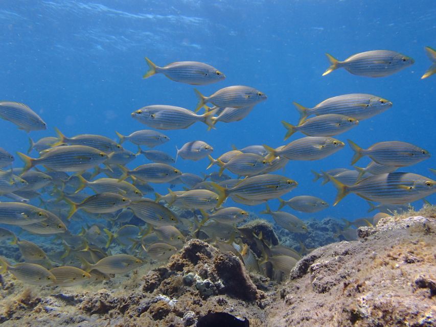 Gran Canaria Scuba Diving for Certified Divers - Booking advice for a smoother day