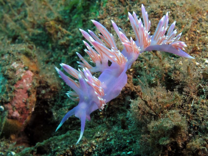 Gran Canaria Scuba Diving for Certified Divers - Shore entries require real effort