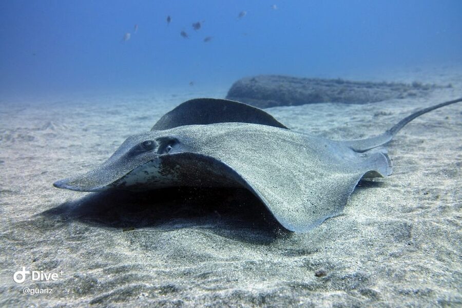 Gran Canaria: Try Scuba Diving for Beginners - What the $94 price includes