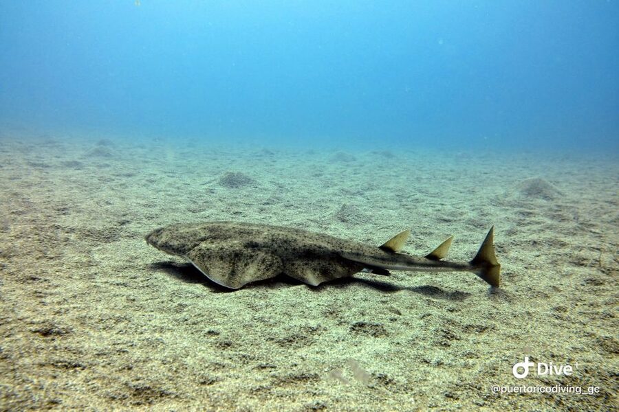 Gran Canaria: Try Scuba Diving for Beginners - The best and worst parts of the schedule