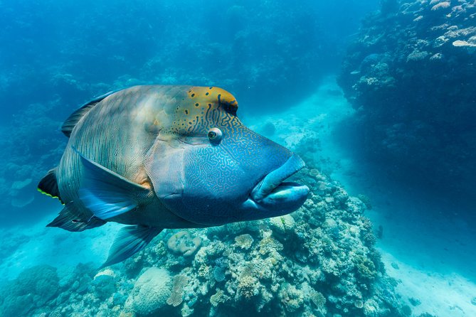 Great Barrier Reef Snorkeling and Diving Cruise from Cairns - Hastings Reef and a second chance in the water