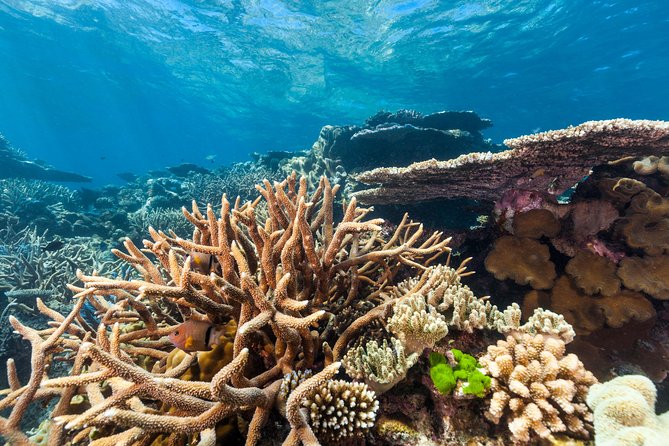Great Barrier Reef Snorkeling and Diving Cruise from Cairns - Optional helicopter flight over North Hastings Reef