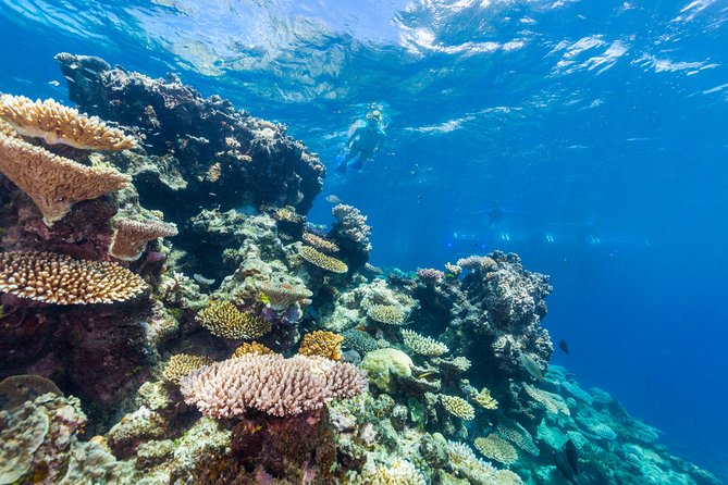 Great Barrier Reef Snorkeling and Diving Cruise from Cairns - The ride home includes a gentler finish