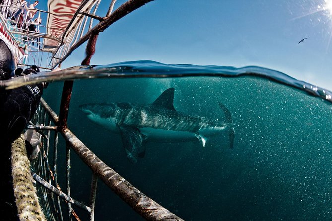 Great White Shark Diving experience. - Key points to know before you book