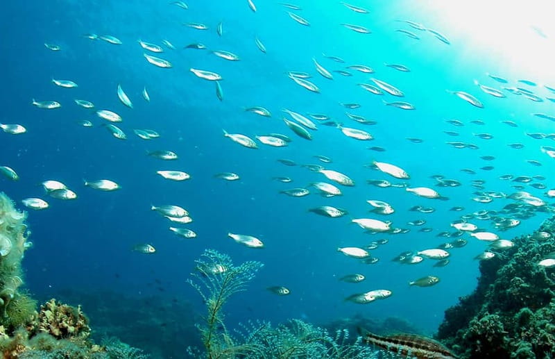 Green Bay Cyprus - Scuba diving - Guided Dive or Try Dive - A gentle first step into scuba