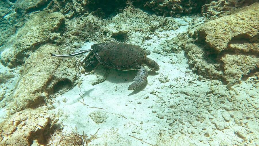 Green Bay Cyprus - Scuba diving - Guided Dive or Try Dive - Photos, video, and the moments you cannot easily capture