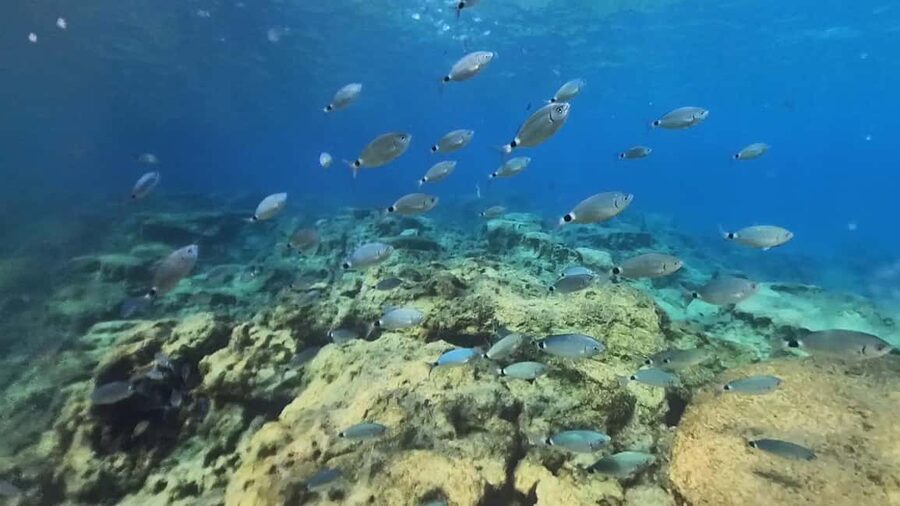 Green Bay Cyprus - Scuba diving - Guided Dive or Try Dive - How the private format helps nervous participants