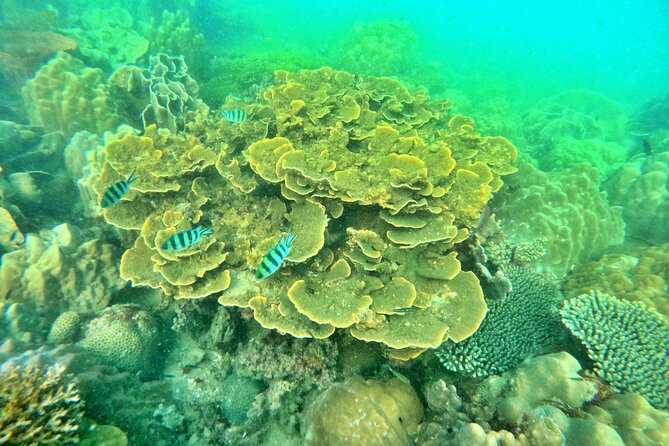 [GROUP] SCUBA DIVING For Beginners in Phu Quoc Island (TRY DIVE) - Why this first scuba outing works for beginners