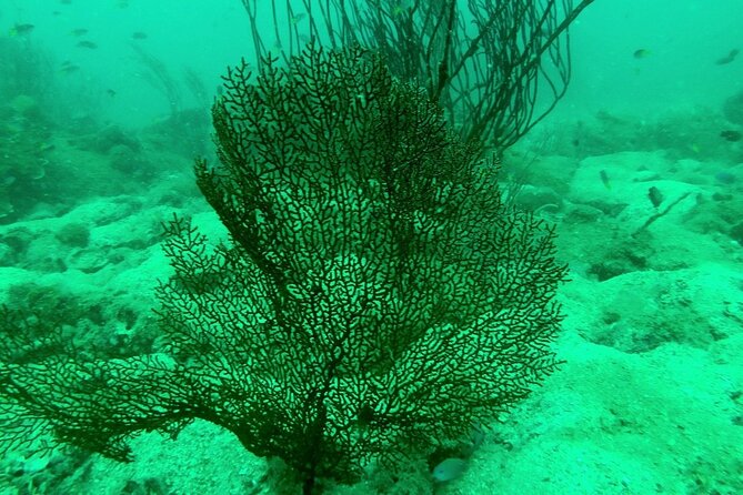 [GROUP] SCUBA DIVING for Certified Divers in Phu Quoc Island - Is $108 a fair price?