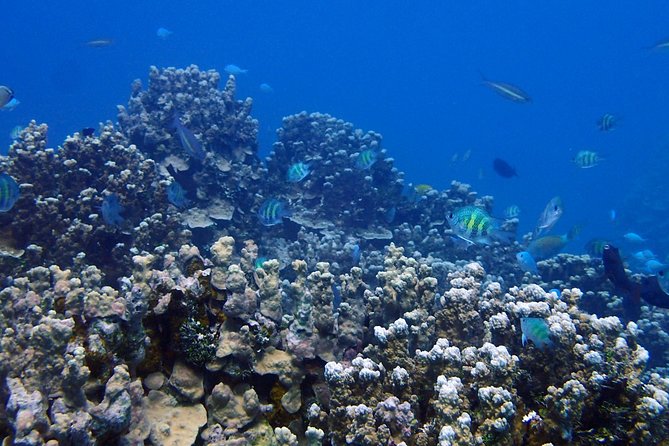 Guam's Best Beach Diving! Beginner and Advanced Dives - Key points to know before you book