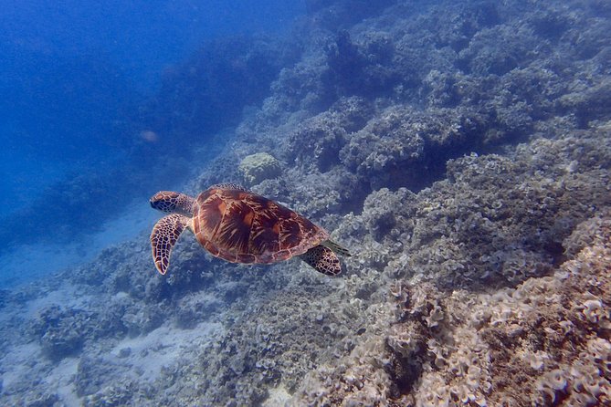 Guam's Best Beach Diving! Beginner and Advanced Dives - Why the small guide groups help