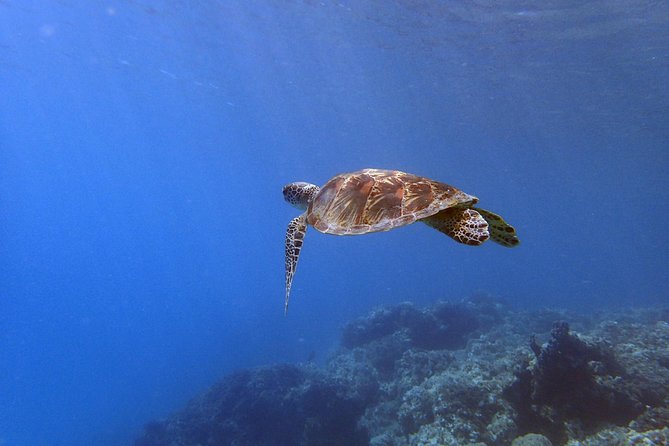 Guam's Best Beach Diving! Beginner and Advanced Dives - Who will get the most from this experience
