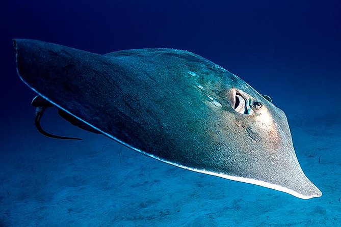 Guided Boat Dives for Certified Divers - Starting at Playa de las Americas at 8:30 am