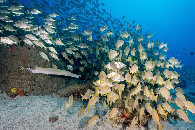 Guided Boat Dives for Certified Divers - Health, certification, and flight timing