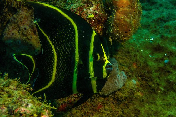 Guided Coral Reef Scuba Tour / 1 tank (Certified Divers Only) - What this Rincón scuba outing is really like