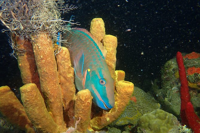 Guided Coral Reef Scuba Tour / 1 tank (Certified Divers Only) - The value of a $73 one-tank trip