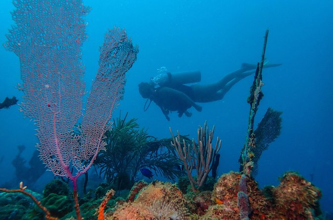 Guided Coral Reef Scuba Tour / 1 tank (Certified Divers Only) - Timing, meeting point, and daily planning