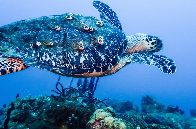 Guided Coral Reef Scuba Tour / 1 tank (Certified Divers Only) - Conditions, currents, and the firm cancellation rule