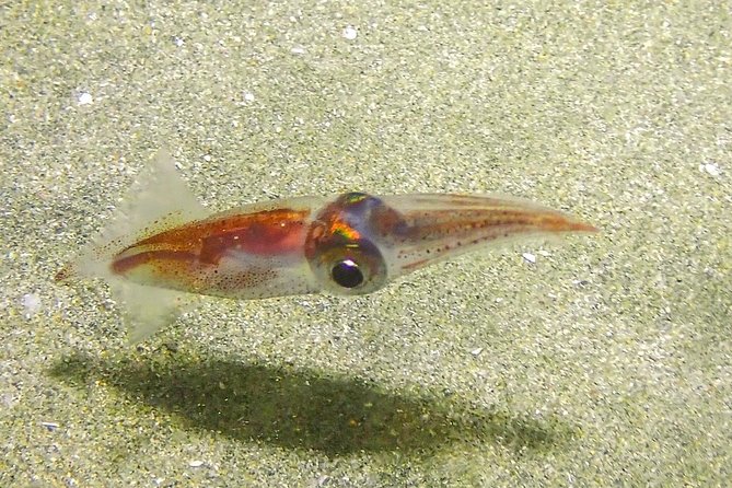 Guided Coral Reef Scuba Tour / 1 tank (Certified Divers Only) - Who will get the most from this experience