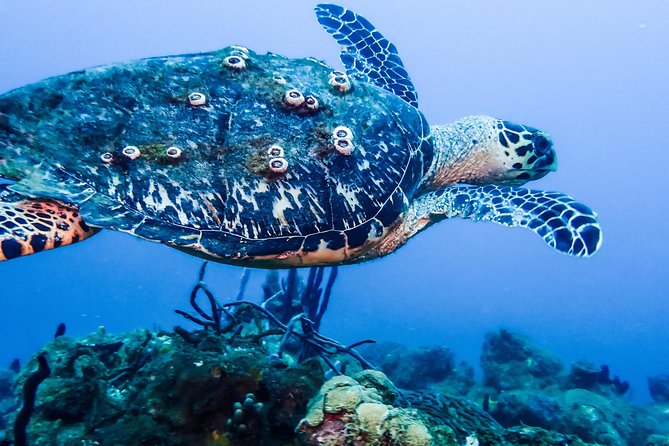 Guided Coral Reef Scuba Tour / 1 tank (Certified Divers Only) - Coral, turtles, angelfish, and small reef subjects