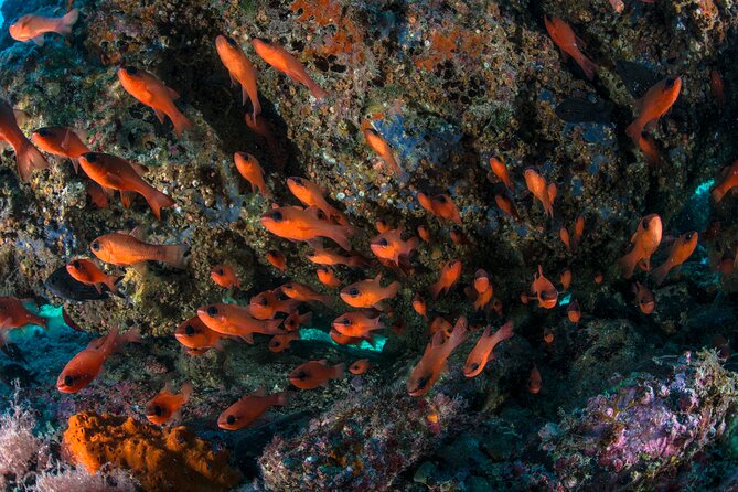 Guided diving for beginners without certification from Sorrento - Second session at 12 meters