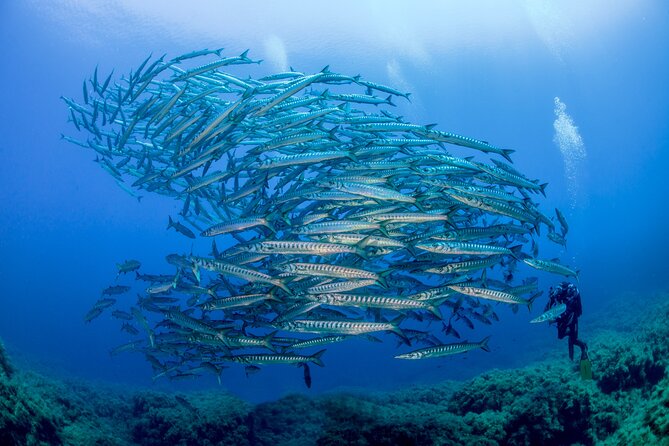 Guided diving for beginners without certification from Sorrento - The value of a five-hour private-feeling outing