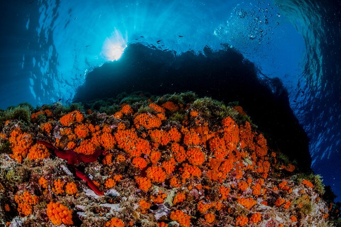 Guided diving for beginners without certification from Sorrento - Who will get the most from this activity