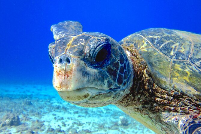 Guided Scuba Dive in Lahaina: Certified - Why the small group matters underwater